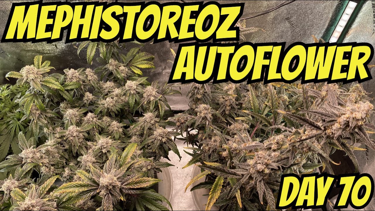 How I Grow Autoflowers: Mephisto Genetics Part 11: Mephistoreoz