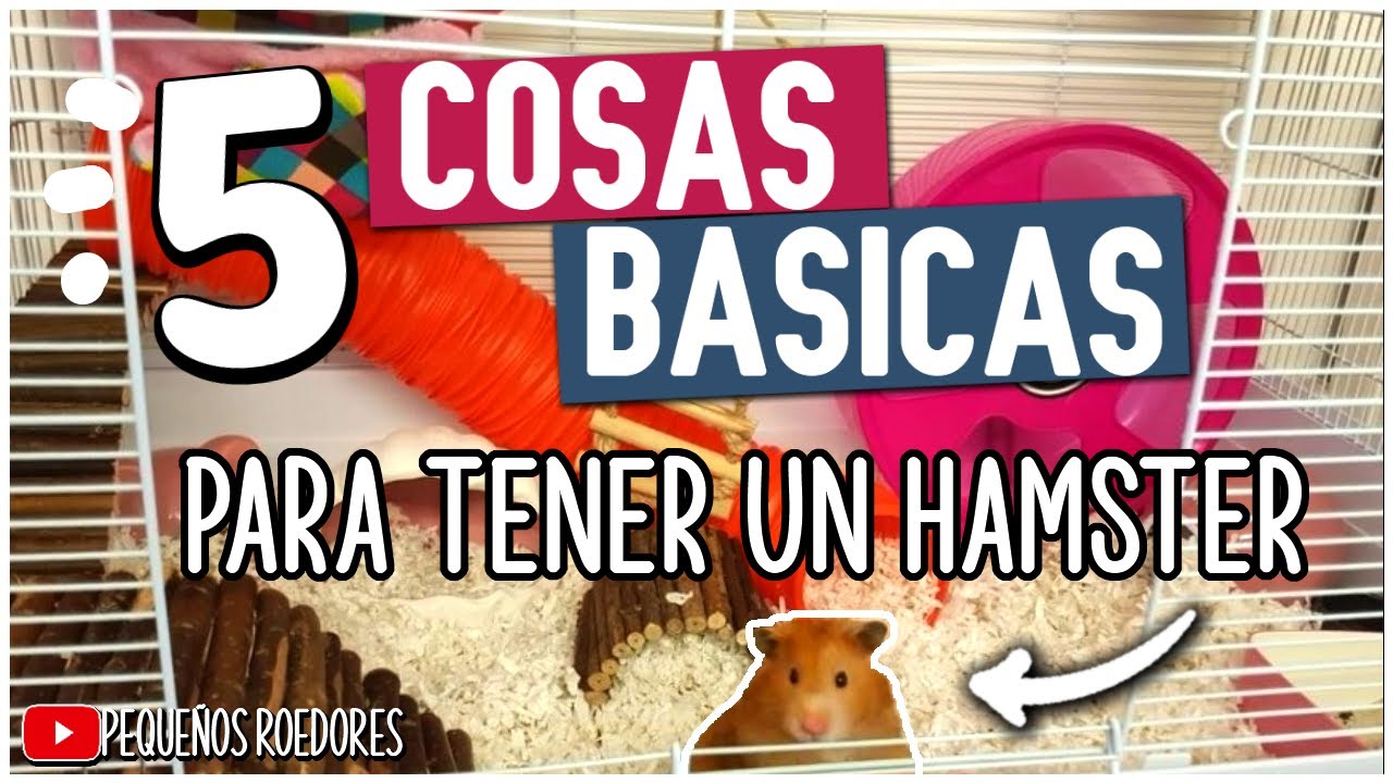 5 COSAS QUE NO DEBEN FALTAR EN LA JAULA DE UN HAMSTER 🐹