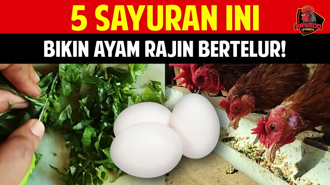 5 Sayuran Ini Bikin Ayam Rajin Bertelur!