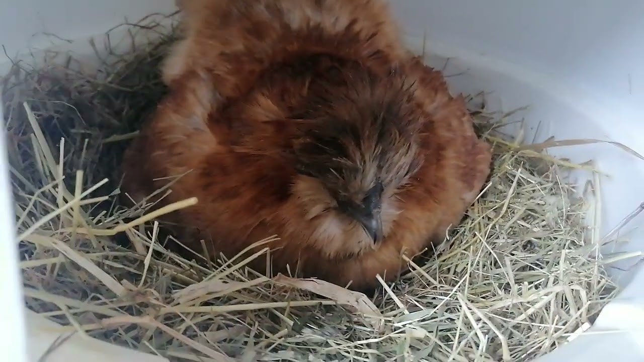 Wir vermissen unsere Pommes so sehr 😭 Bruteier von Niedereihner Gelbsperber bestellt 🐔🐣🐤