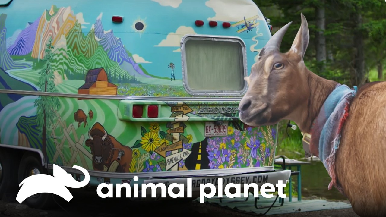 ¡Esta pareja viaja por el país con su cabra, Frankie en un Airstream! | Un vínculo especial