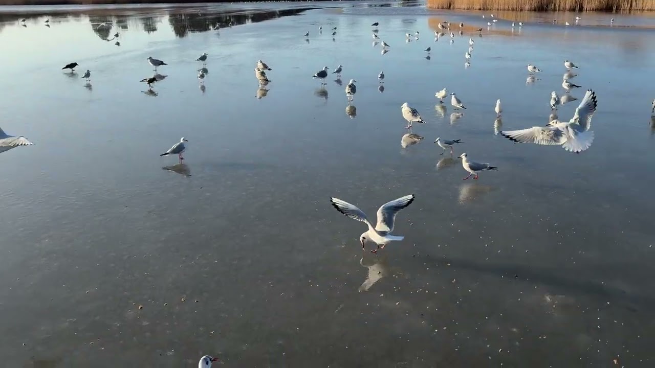 หนาวน้ำเป็นน้ำแข็งเลยค่ะติดลบ7องศา นกเดินบนน้ำแข็ง🥶🥶🇩🇰