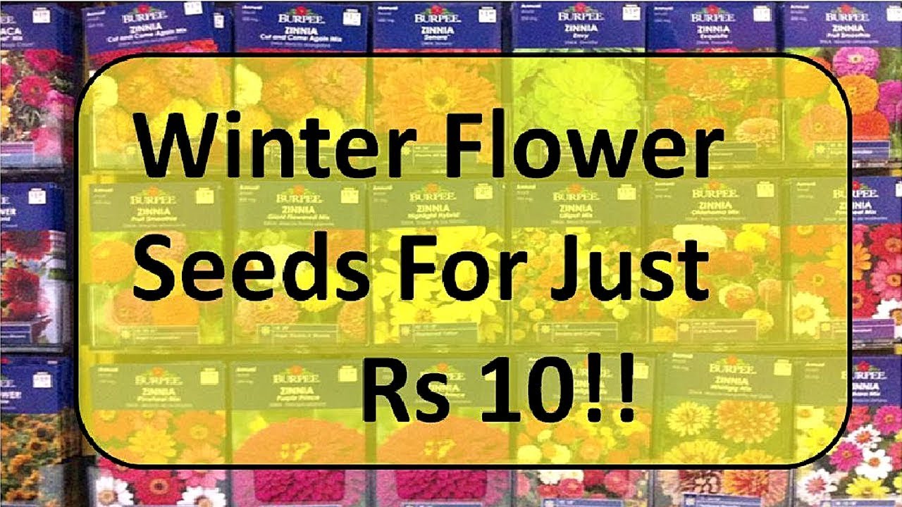 Buy Winter Flower Seeds For Just Rs 10 !!