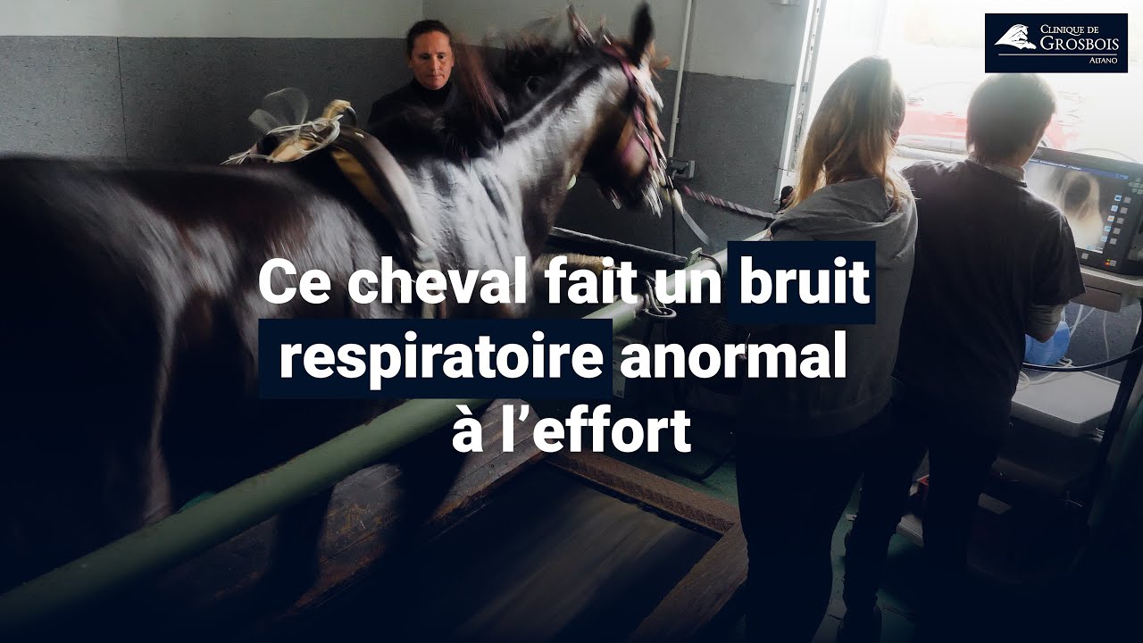 Un cheval qui fait un bruit respiratoire anormal à l'effort !