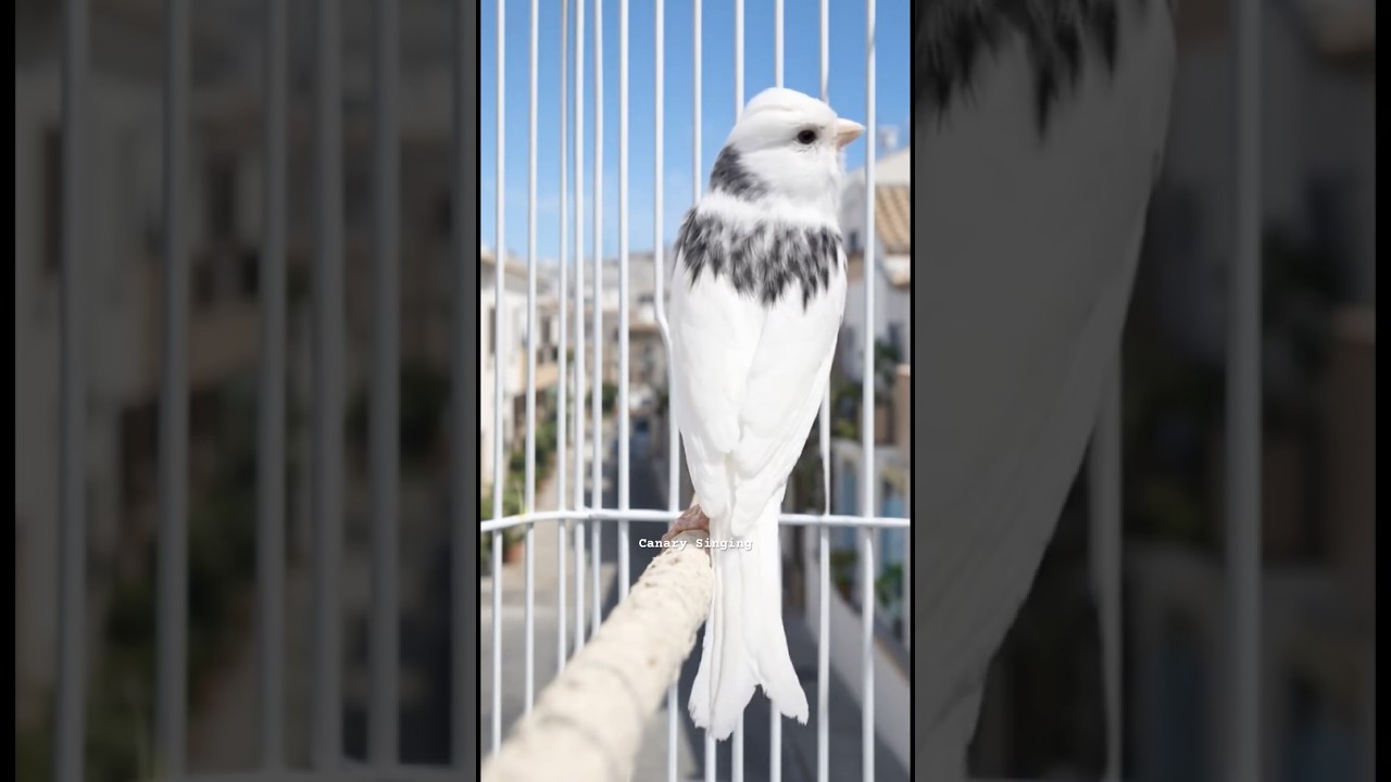 Canary Training | Beautiful Canary Singing 
