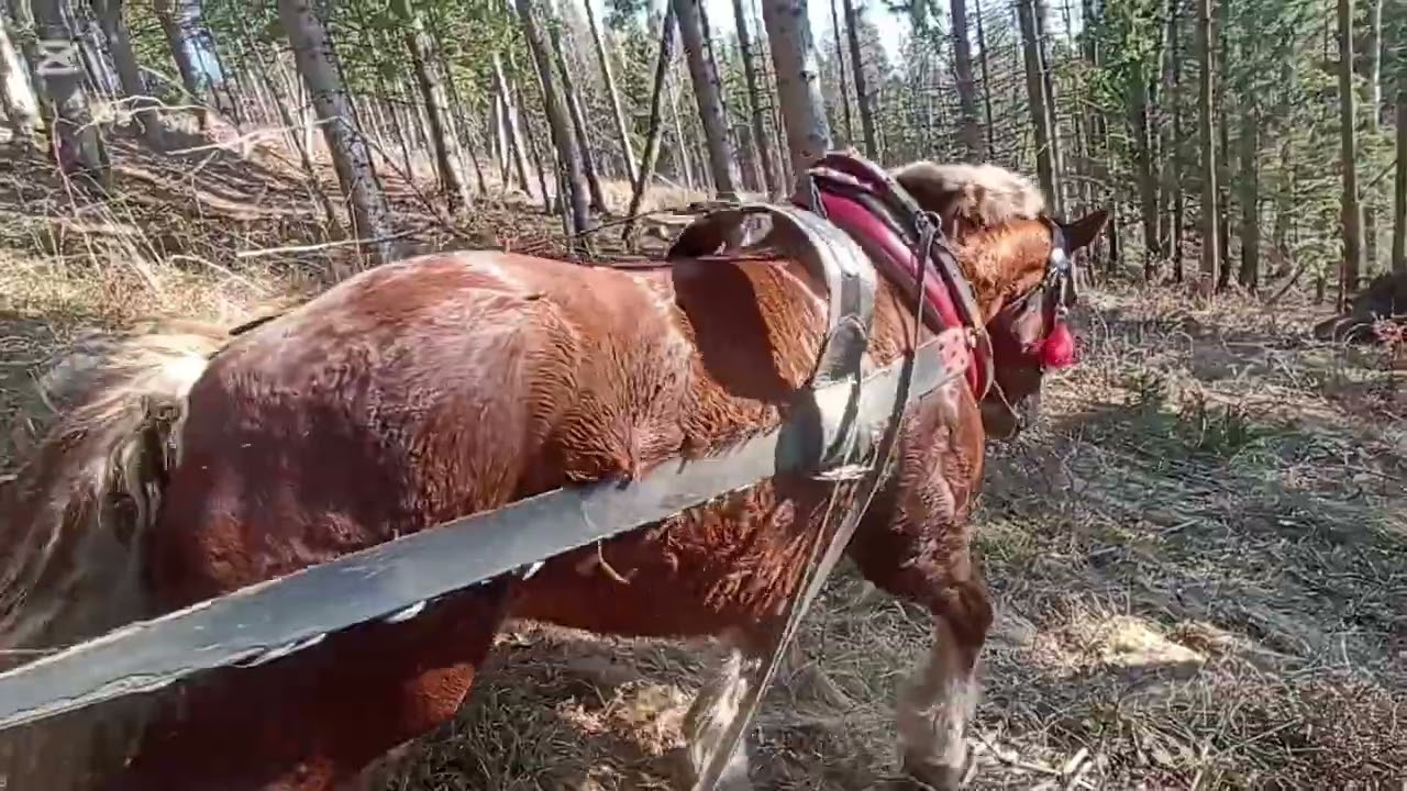 Práce v lese