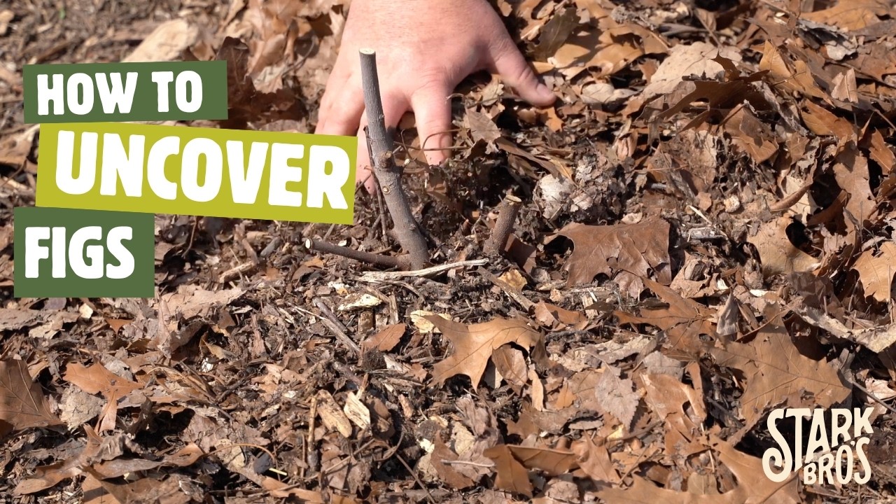 When to Uncover Figs in Spring for a Strong Growing Season