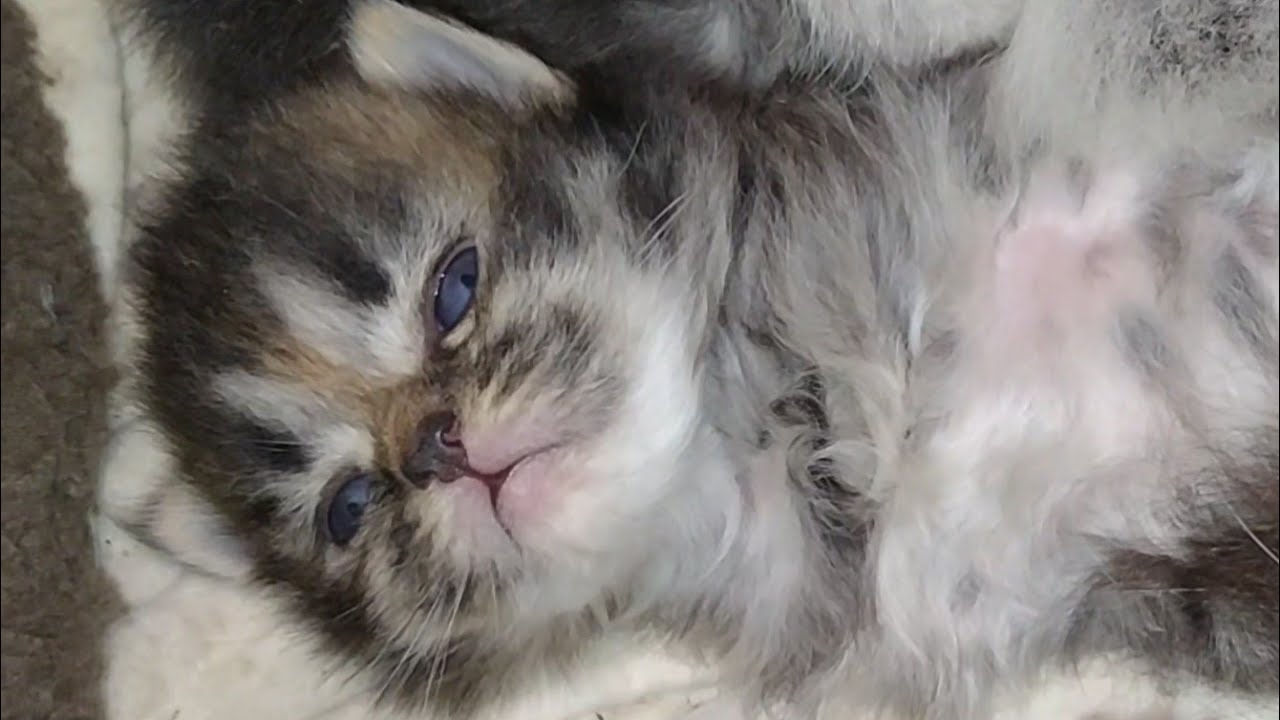 1 Kitten Struggling To Find Milk Her Siblings Pushing Her Back And Not Letting Her Drink Milk