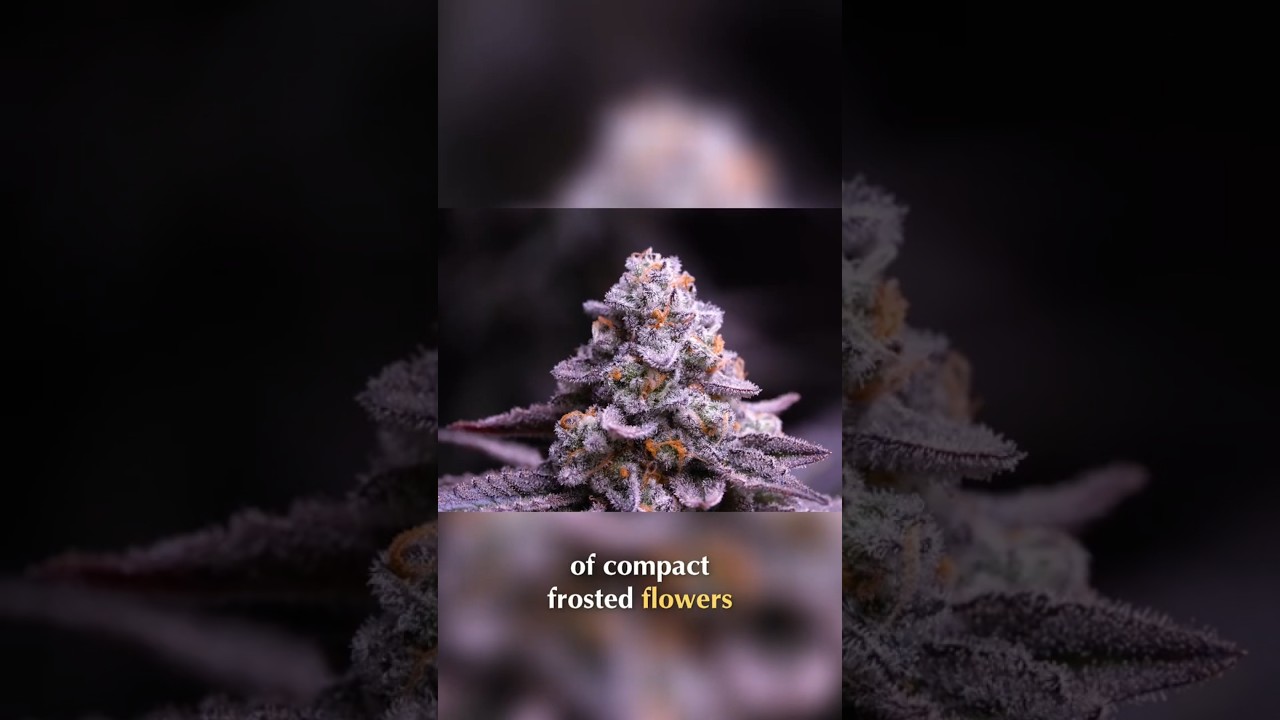 Harvesting Frosted Buds  Dense, Glistening Resin Perfection #organicgrow #organicgardening