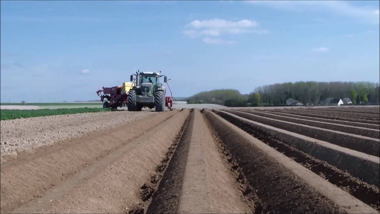 Plantio de batata na França