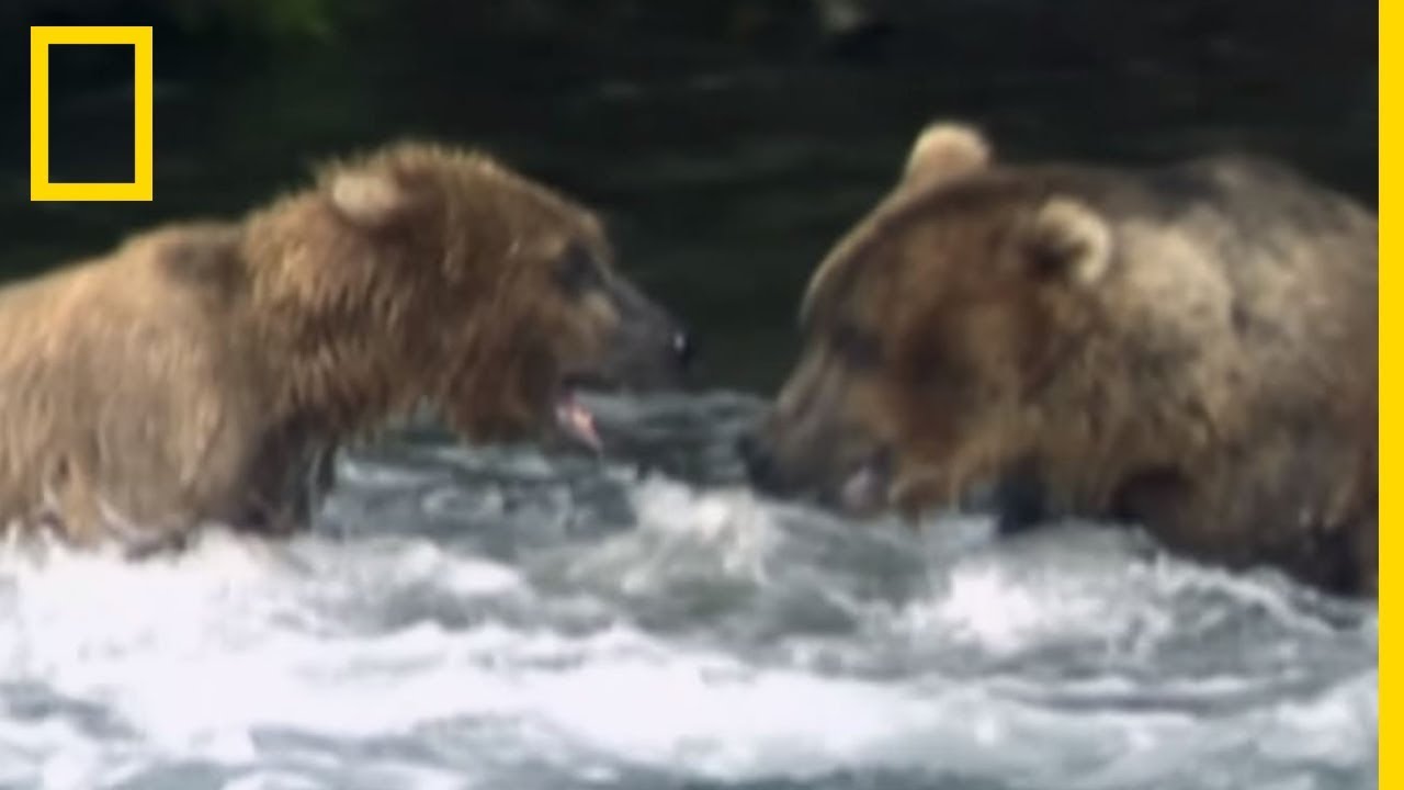 Cette maman ours se lance &agrave; l'assaut d'un m&acirc;le de 2 fois sa taille