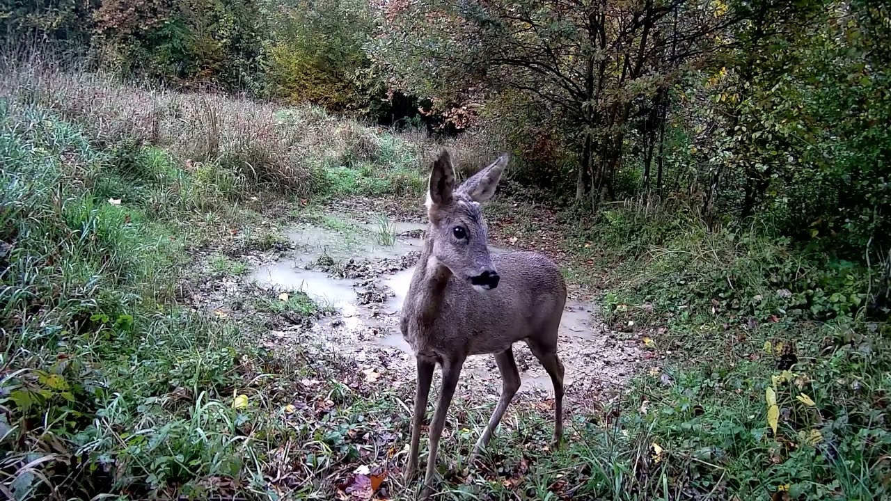 Faune sauvage basse rivière d'Ain.Septembre-octobre-novembre...