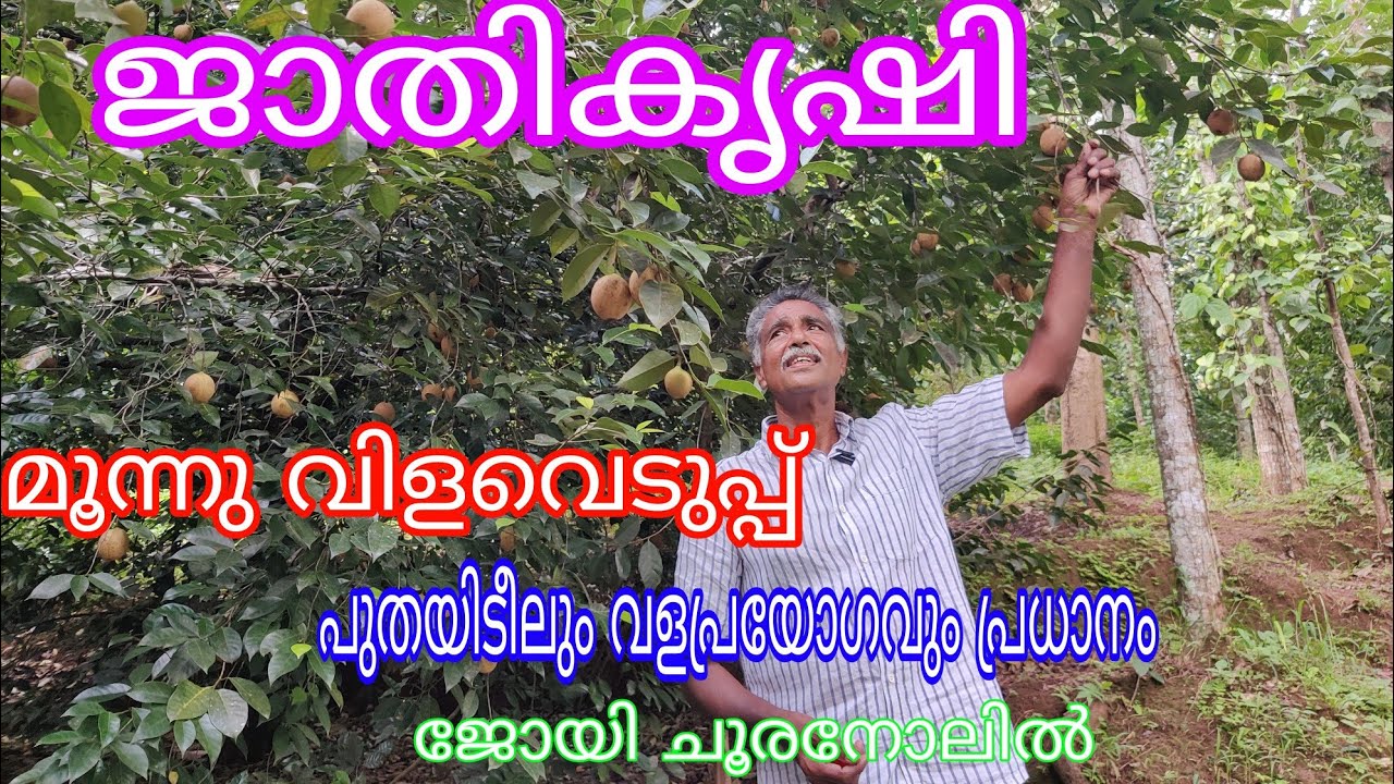 Nutmeg Farming#Antony Muniyara VIogs