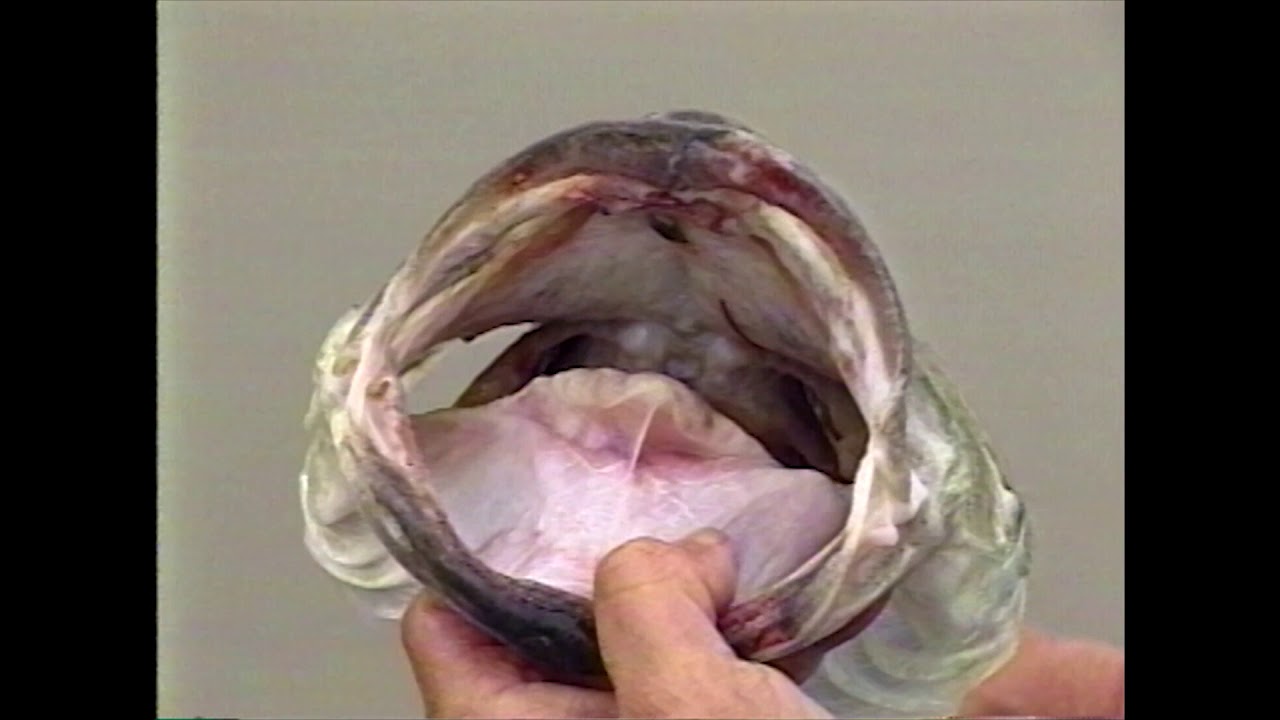 Throwback Thursday | Giant Texas Bass | Texas Angler