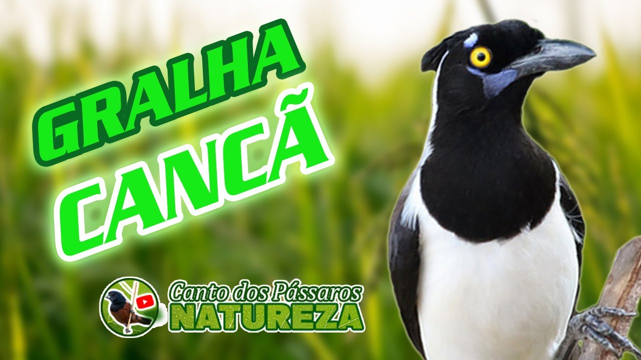 🐦CANTO DO CANCÃO, GRALHA CANCÃ CANTO CANTANDO SELVAGEM, CANTO DA GRALHA CANCÃO