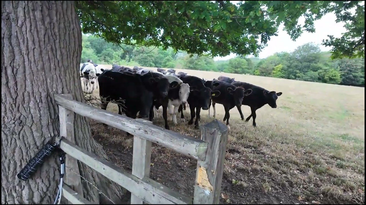 Rhostyllen To Wrexham Via Erddig | No Talk Walk