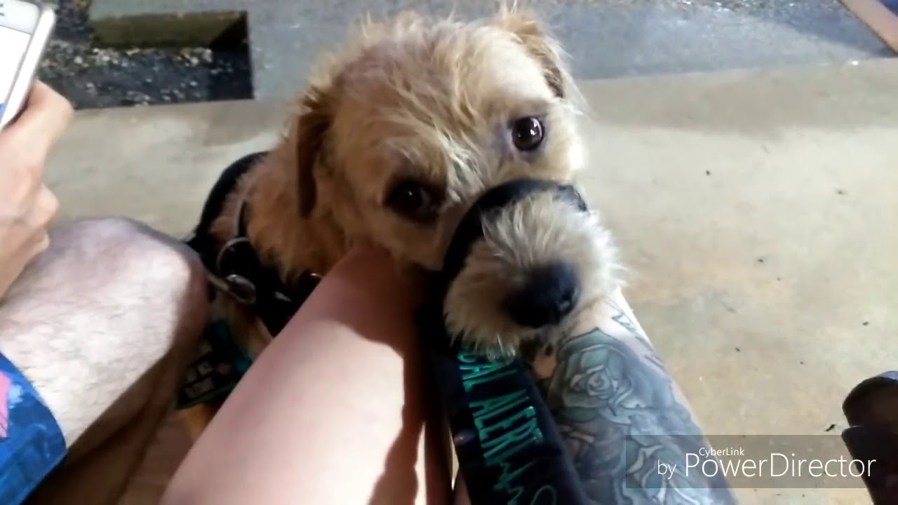 LOCKED OUT Of Hotel & Cops Called Because Of Service Dog