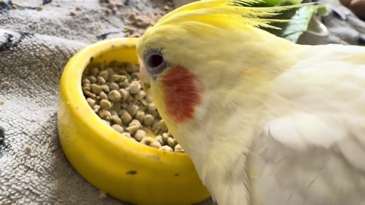 オカメインコのチョコボのモーニングルーティン 2026.2.17