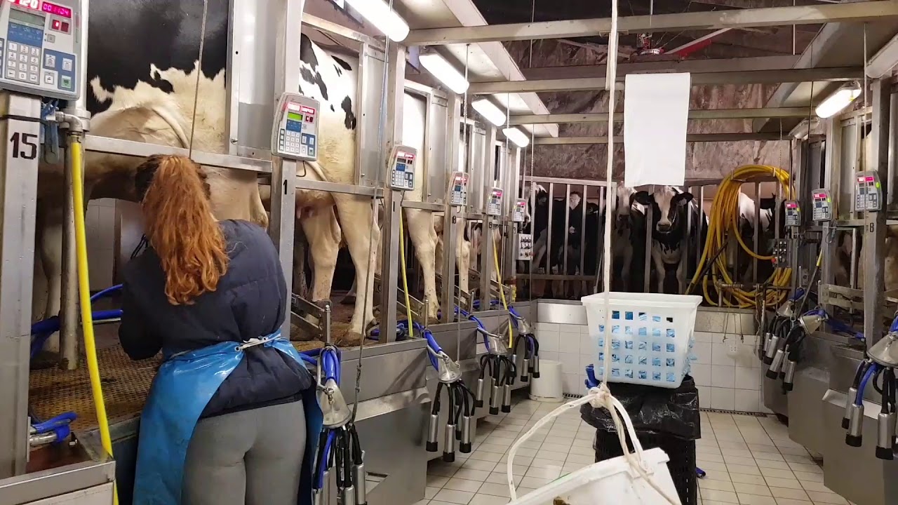 MUNGITURA PULITA in stalla con 300 bovine