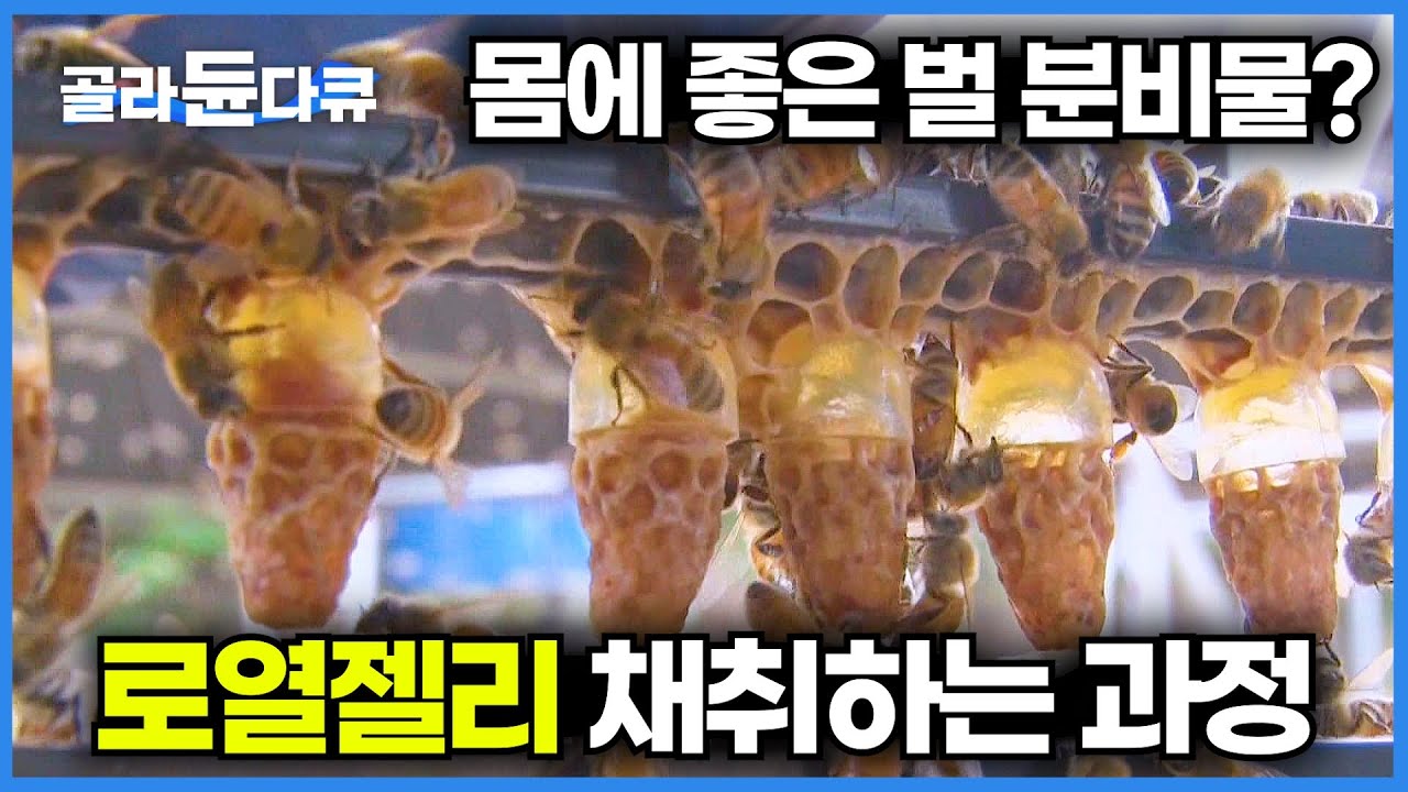 중국에서는 불로장수의 묘약, 한국에서는 식약처에서 퇴출당한 건강기능식품?│벌이 주는 또 하나의 양봉 산물, 로열 젤리 채취하는 과정│극한직업│#골라듄다큐