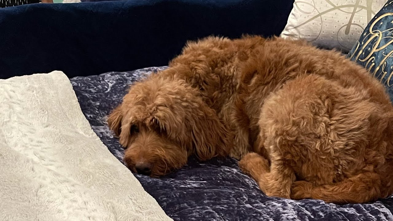 Update on Goldendoodle Pregnancy and Live birth for Heidi and The Hogwarts Hounds
