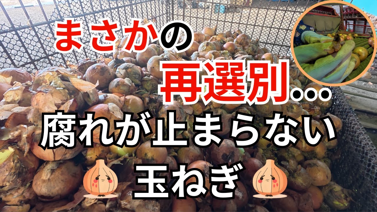 【北海道】玉ねぎ収穫が終わったのに…腐れ発生でまた地獄の作業に💦😭