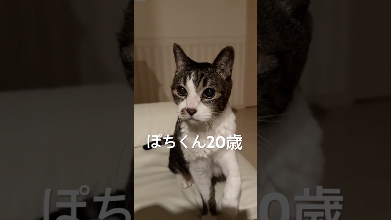 20歳老猫ナイトルーティン(？) #元野良猫#cat #保護#腎不全