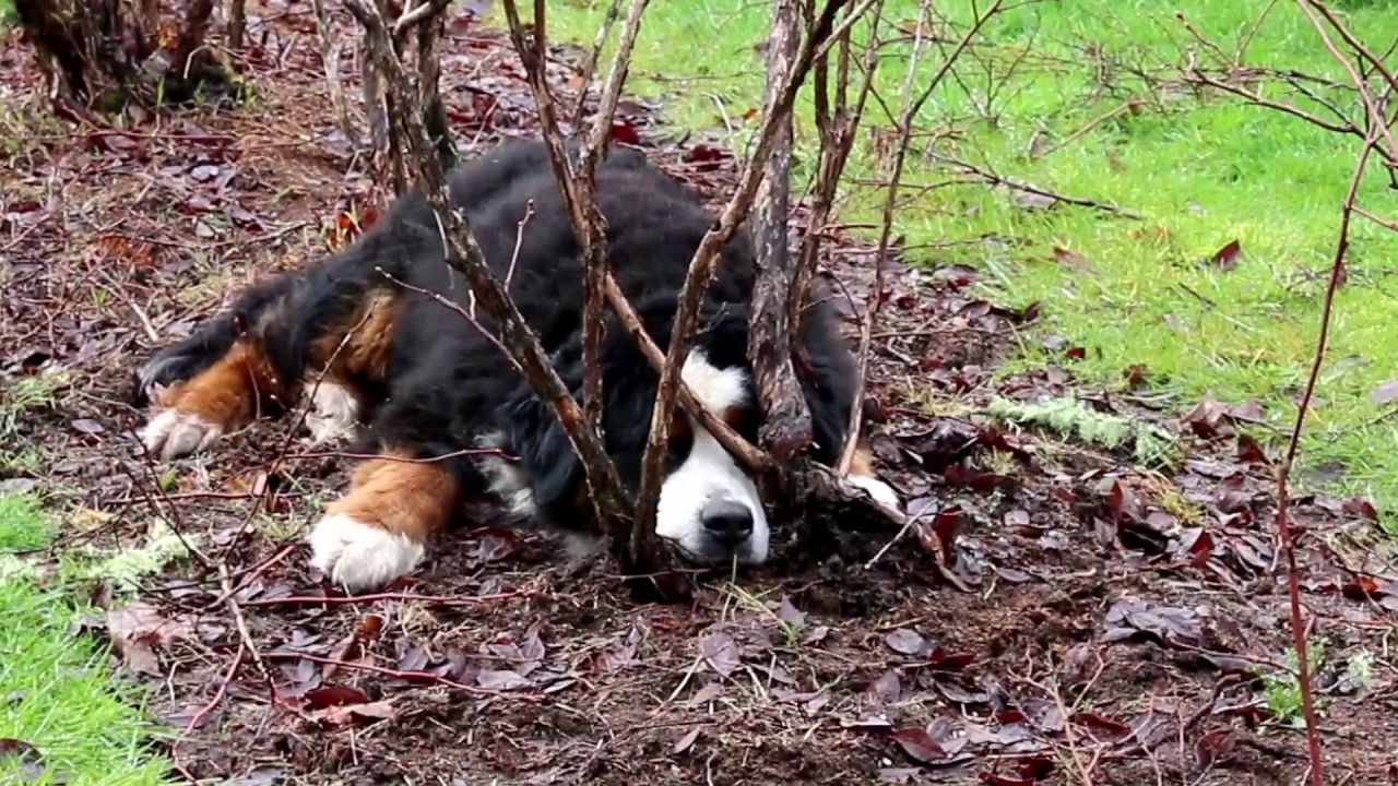 How to prune blueberries