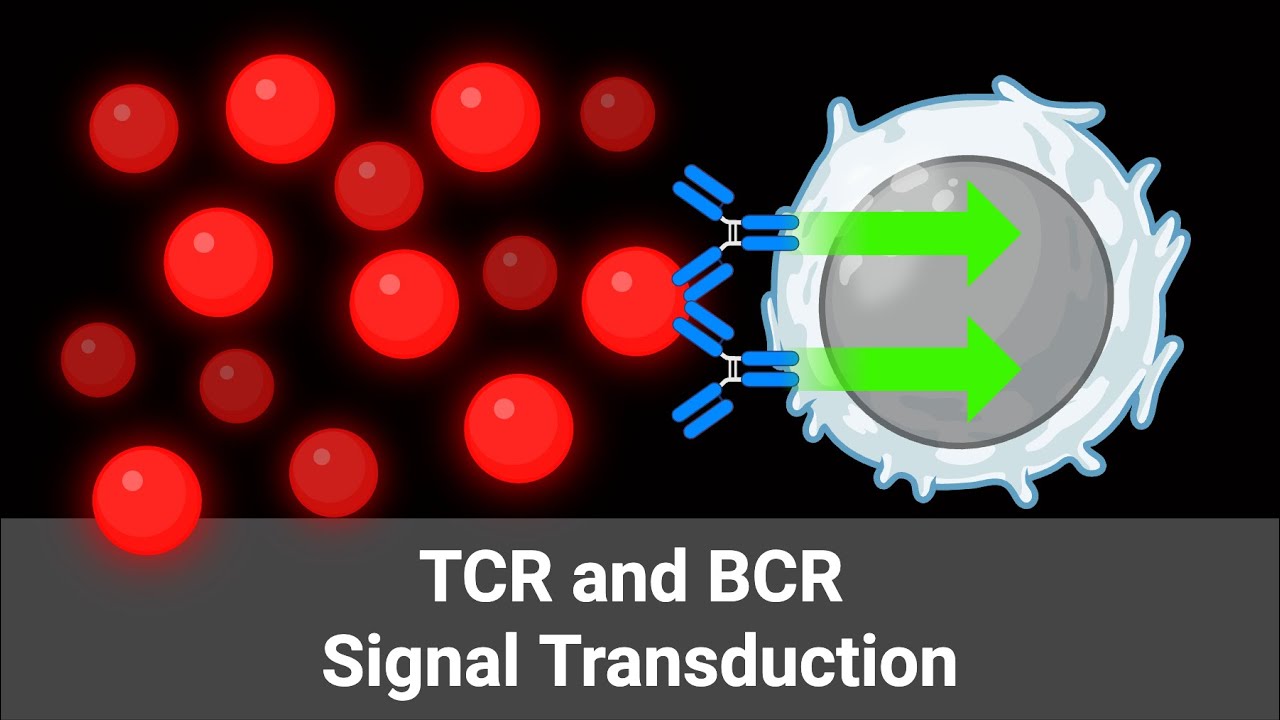 4.4 Передача сигналов TCR и BCR (Иммунология 2025)