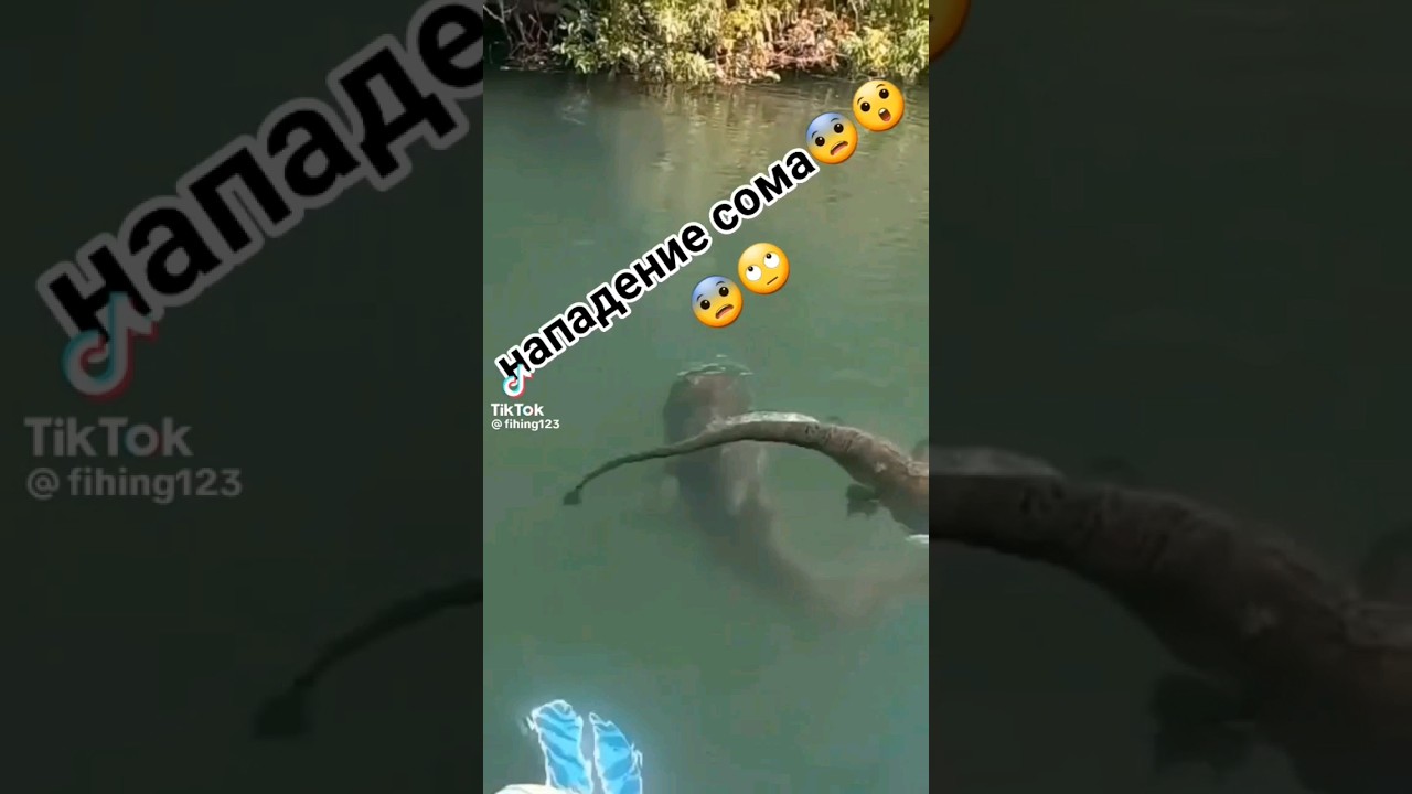 Атака сома😱🔥#рыбалка #bigfish #fishing #щука #сом #атака #рек #shortsvideo #shorts #карась #short