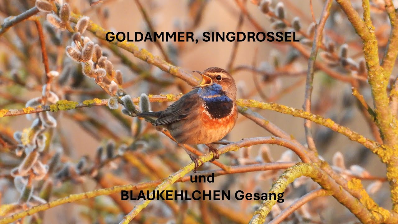 Goldammer, Singdrossel und Blaukehlchen Gesang