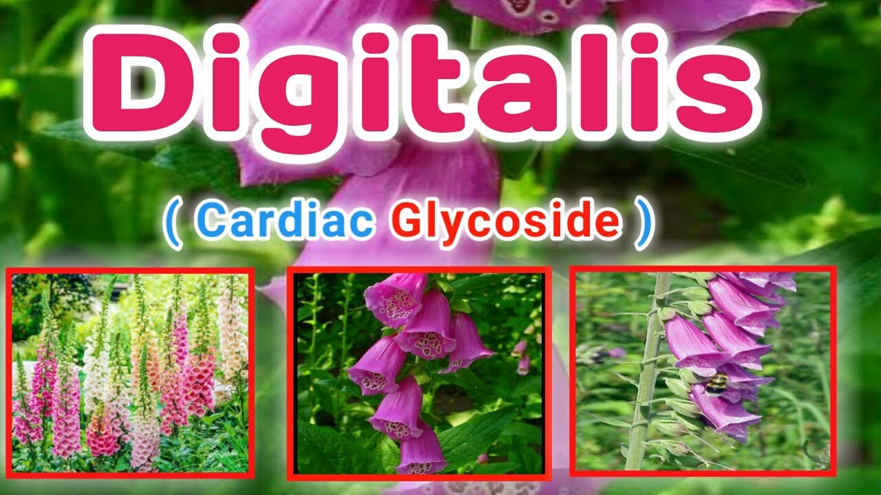 Digitalis , pharmacognosy -  cardiac glycoside