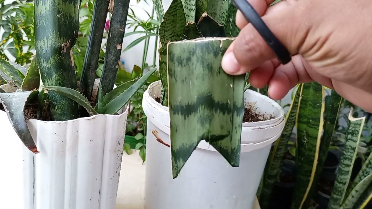 كيف تجعل نبتة جلد النمر ضخمة و سريعة بالنمو و التكاثر