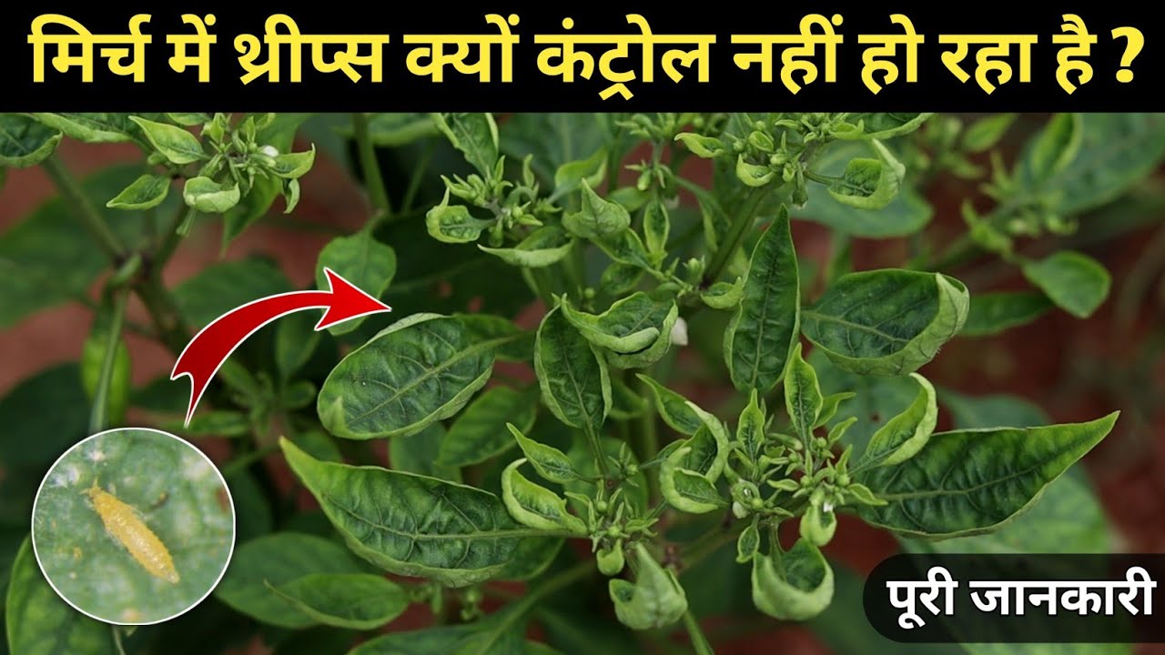 Mirch me Thrips kyon control nahin ho raha ha or isko kaise control kare 😲