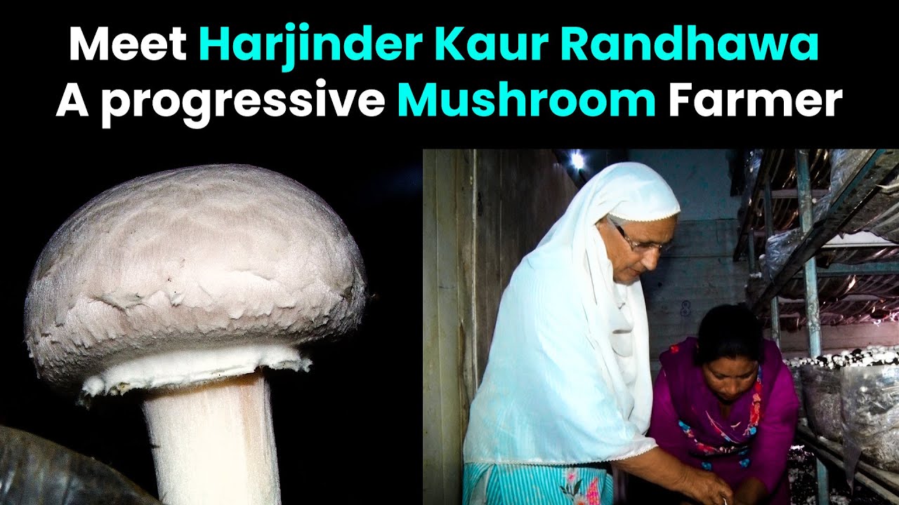 Meet Harjinder Kaur Randhawa: A progressive Mushroom Farmer