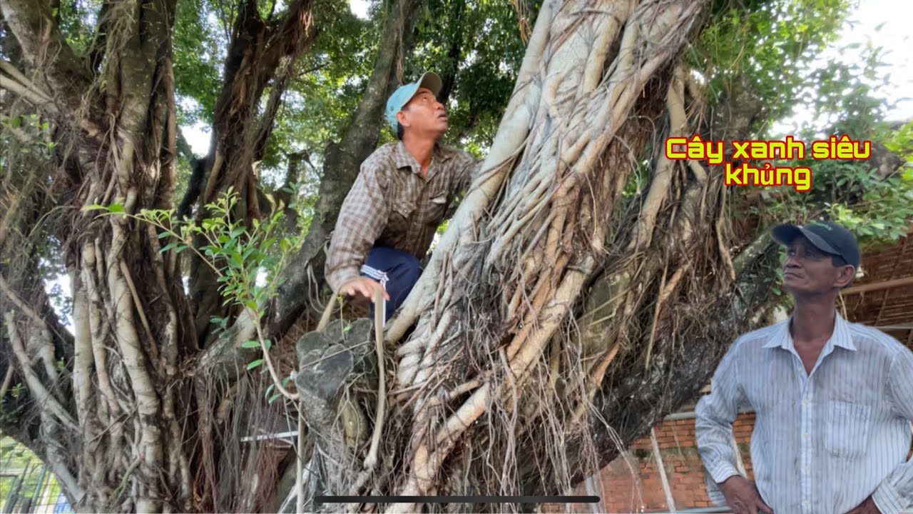 Toàn cảnh Cây Xanh siêu khủng A Dân và A Dũng cùng nhau hợp sức cưa
