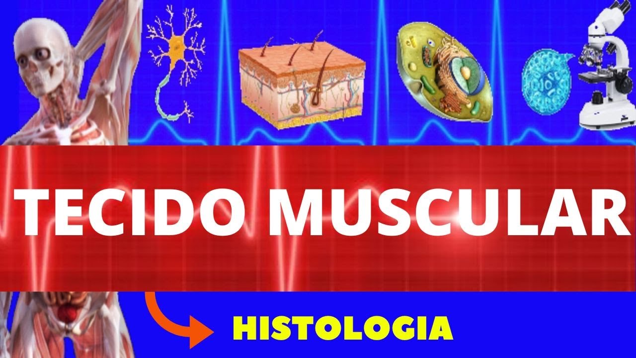 TECIDO MUSCULAR - HISTOLOGIA (ENSINO SUPERIOR) - TIPOS, ESTRUTURA, CARACTERÍSTICAS E COMPOSIÇÃO