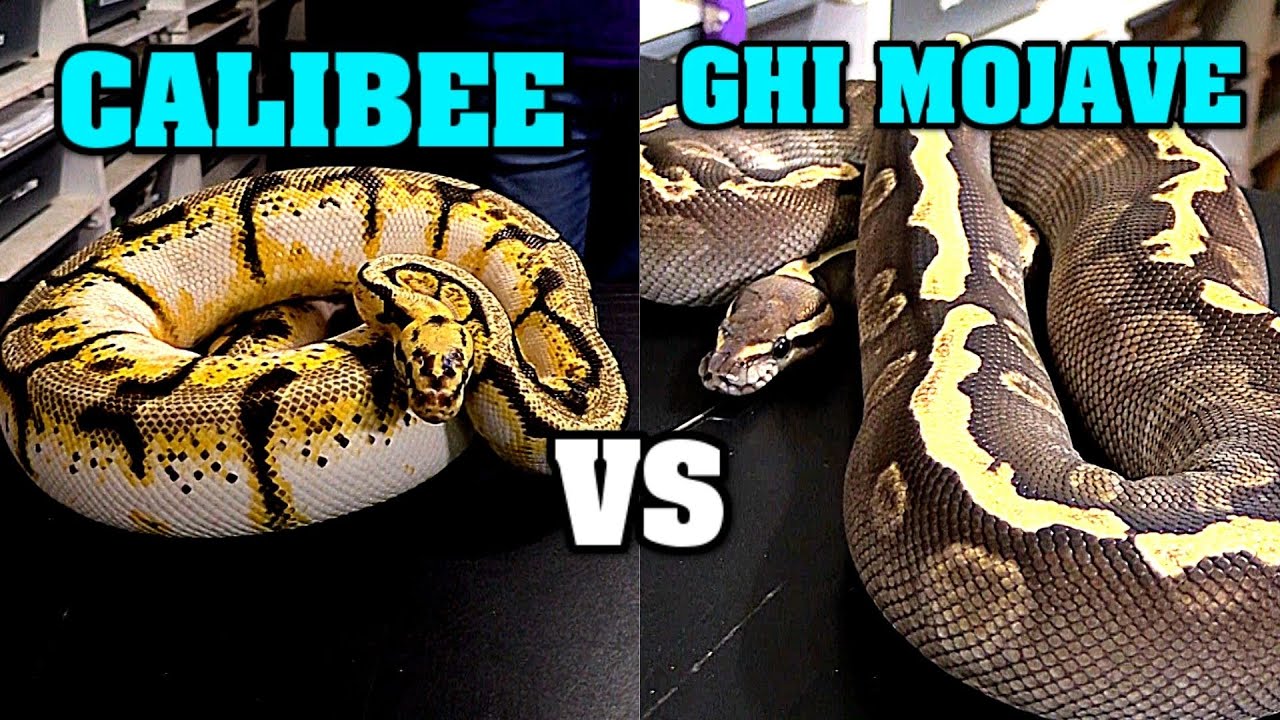Calibee vs Ghi Mojave......this will be close....