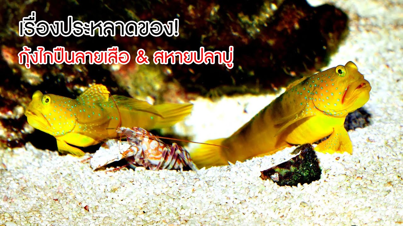 เรื่องประหลาดของ กุ้งไกปืนลายเสือและสหายปลาบู่