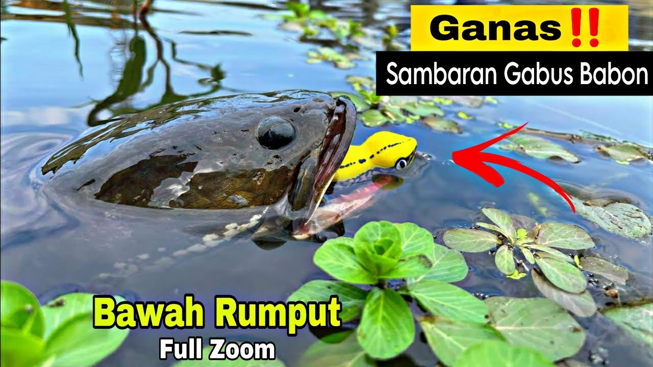 SAMBARAN TERGANAS IKAN GABUS BESAR DARI BAWAH RUMPUT/CASTING GABUS MONSTER