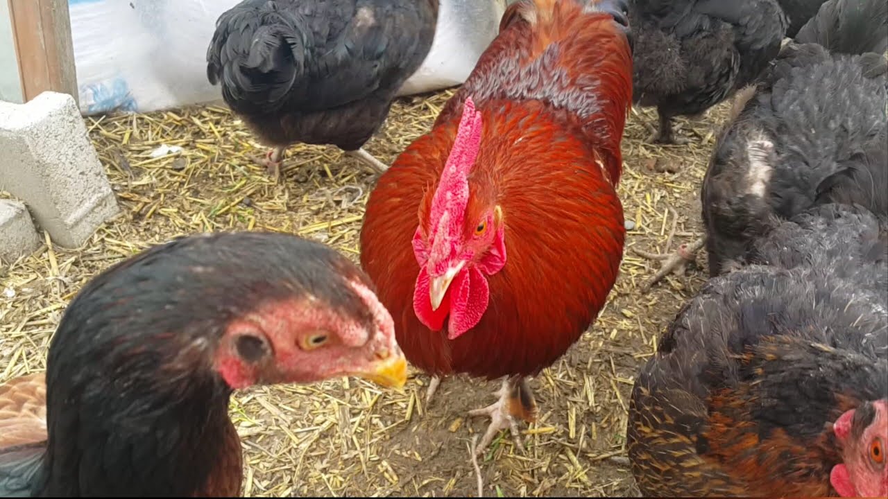 SARIKIZ SÜRÜDE KEYFİ YERİNDE!!#tavuk #horoz #yumurta #civciv #haydut #chicken #goose #kümes