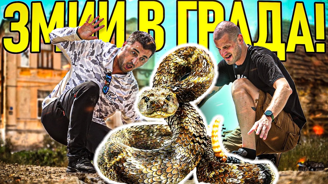 ЛОВ НА ЗМИИ В ГРАДА! ОПАСНИ ЛИ СА?