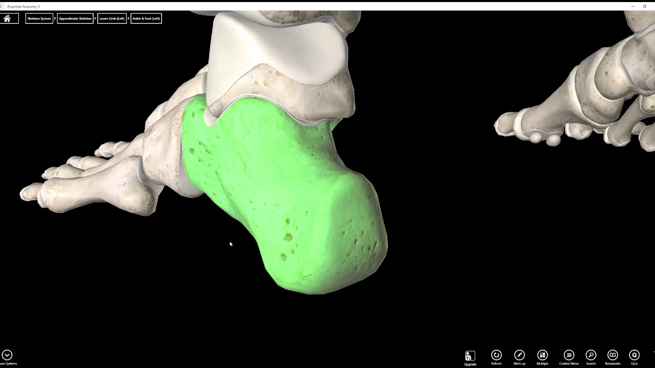 Tarsals, Metatarsals, and Phalanges