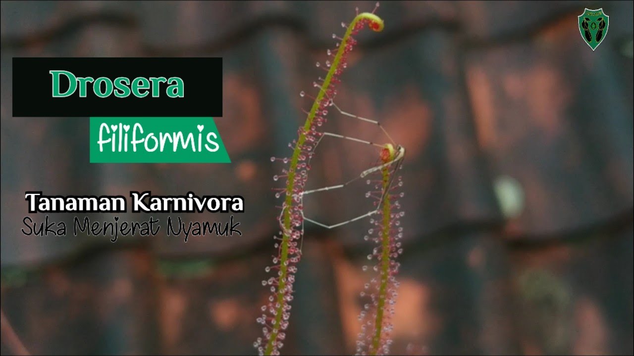 Tanaman Karnivora Drosera filiformis | Ampuh Menjerat Nyamuk, Tanaman Kuat Cocok untuk Pemula