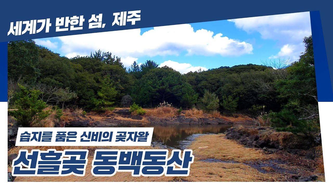 습지를 품은 신비의 곶자왈, 선흘곶 동백동산