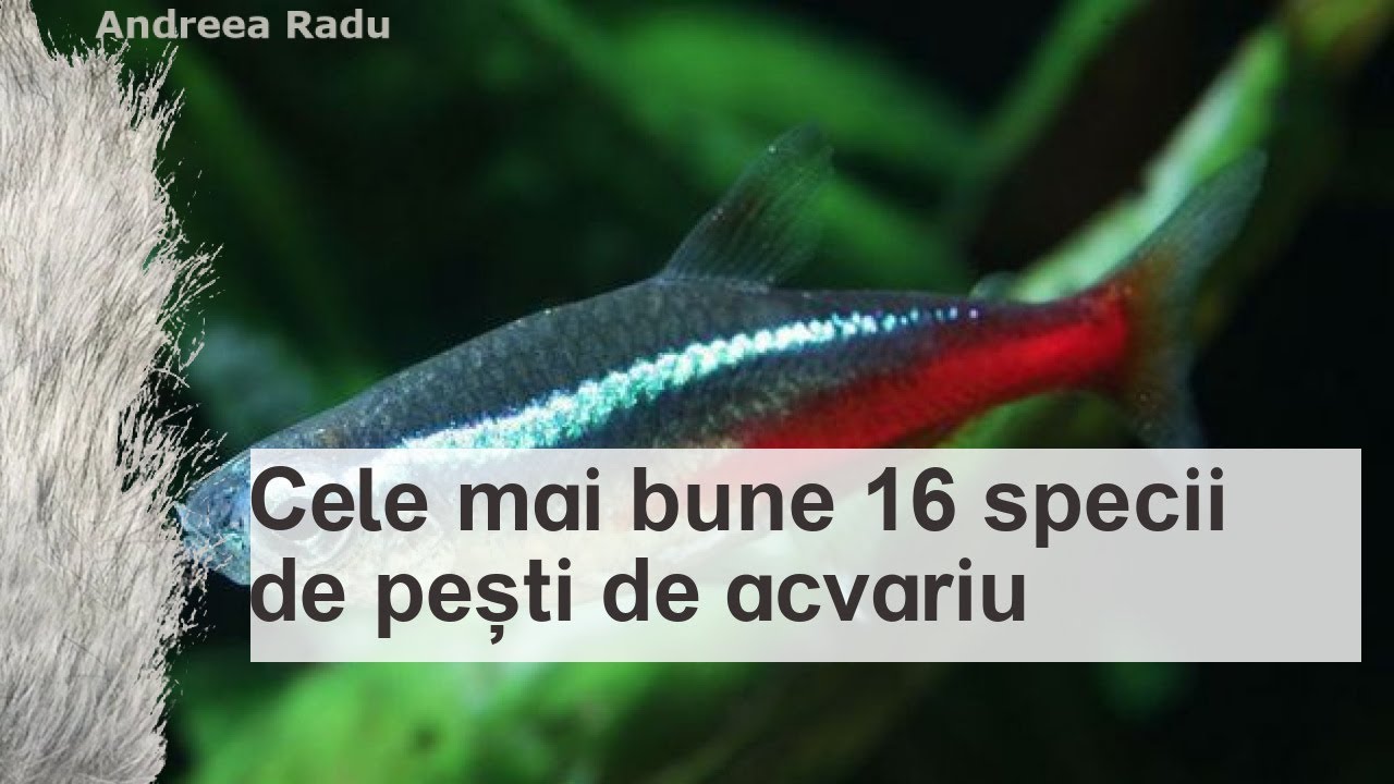 16 tipuri de pești de acvariu: cele mai populare rase pentru un acvariu acasă și numele lor