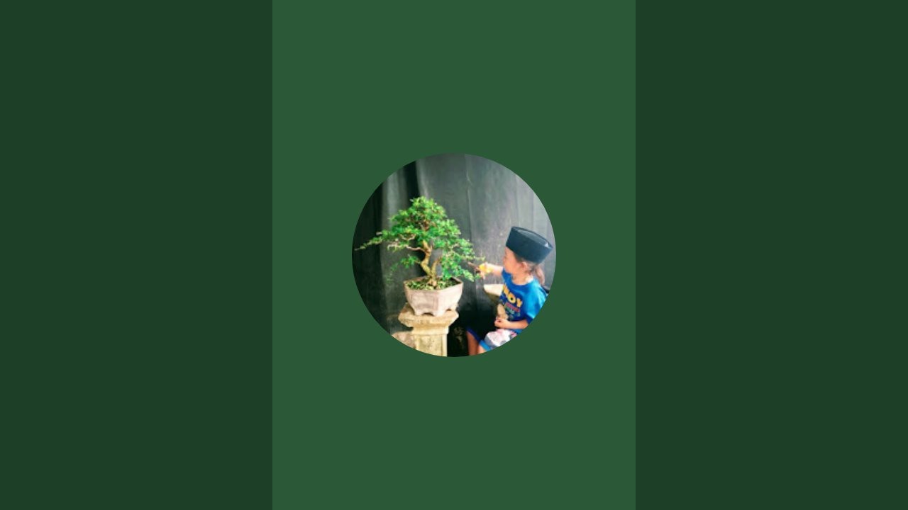 lilin bonsai sedang live sekarang!