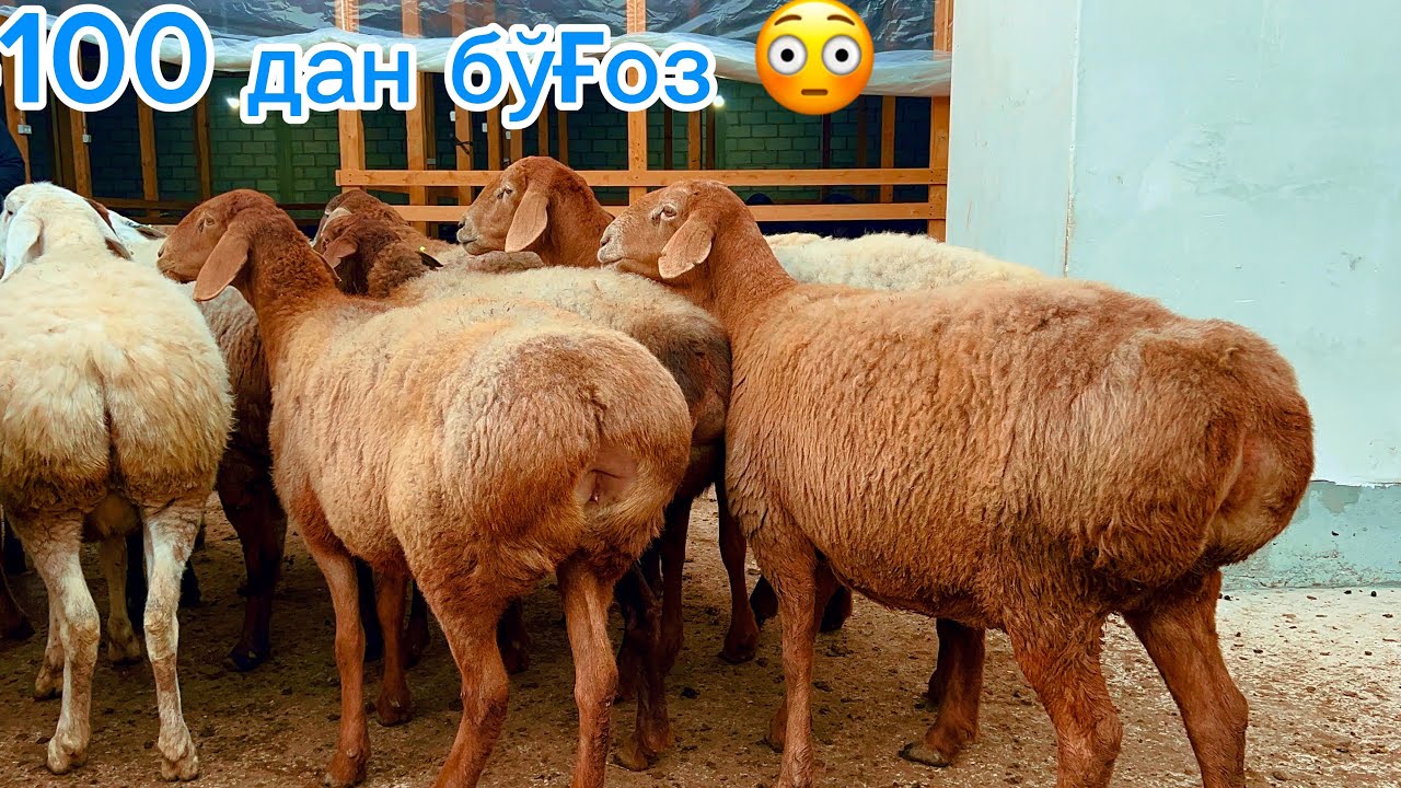 🇰🇬қирғизистон Бўғоз қўйлари🔥2500 дан барра қўзилар