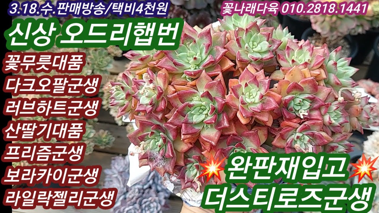 [3.18.판매방송]요즘 경쟁력 최고! 군생 다육이, 수입다육이, 대품과 중품, 외두까지 다 좋은 꽃나래다육입니다! 꽃나래다육 010.2818.1441