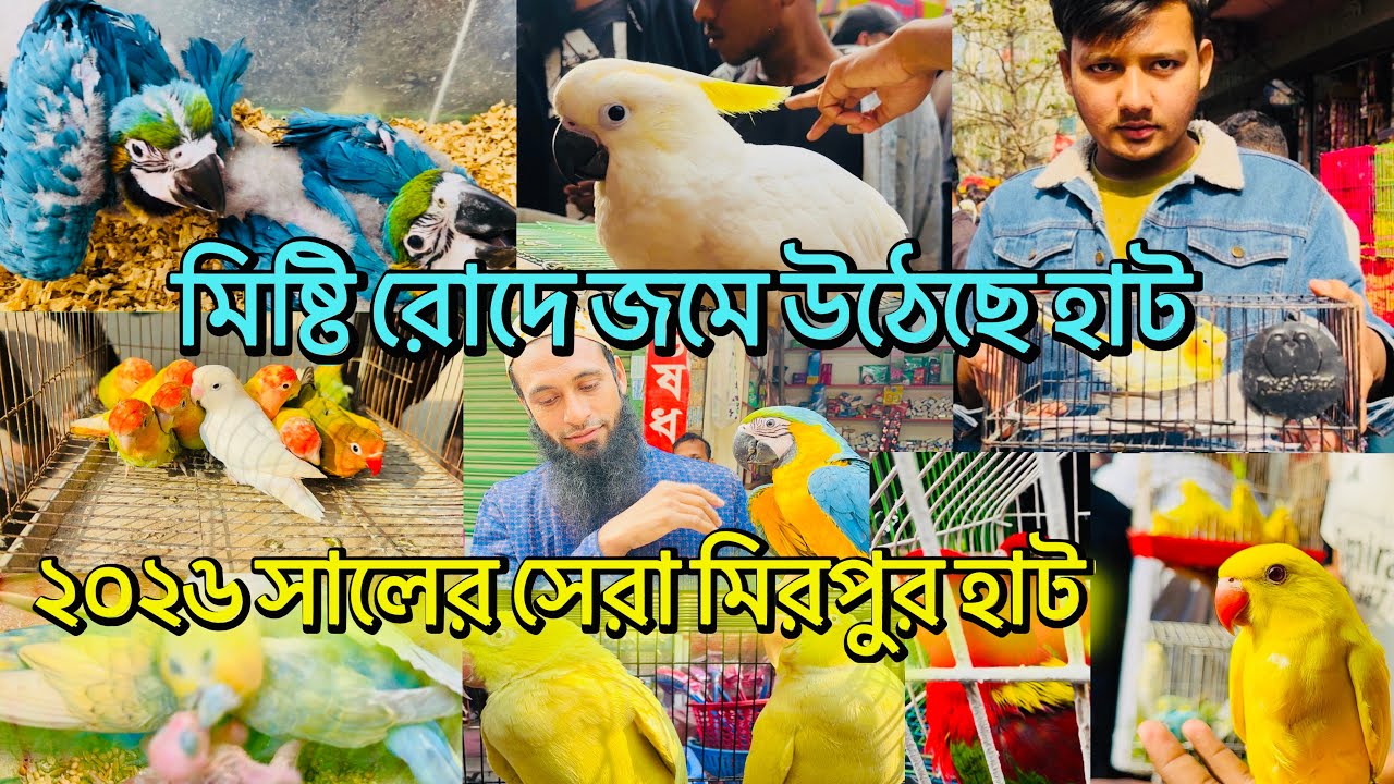 মিষ্টি রোদে জমজমাট ২০২৬ Mirpur Hatt। ১৬/১/২৬,শুক্রবার পাখির হাট।